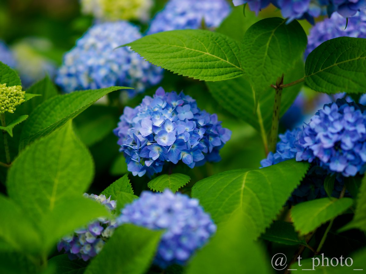 今年は早めの紫陽花開花、Xで美しい写真が次々共有