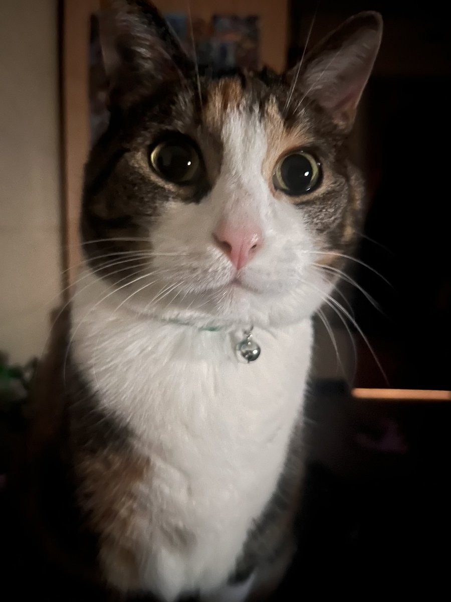 callie tweet media
