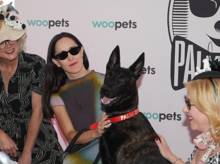 VADORCAT's tweet photo. Yuri, la gossa collie de “La perra”, guanya la Palm Dog 2026 - Club 7 Cinema https://t.co/hTOtoE0rWR - #Cannes2026 "La perra" (Dominga Sotomayor) - Quinzena dels Cineastes https://t.co/8p64RgEsmQ