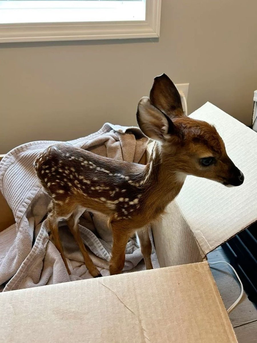 John fawn tweet media