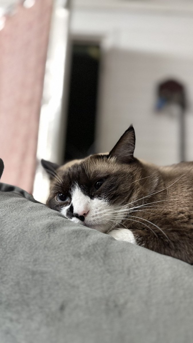Pacheeech's tweet photo. A primeira um dia eu recebi da minha mãe (que odiava gatos) uma mensagem dizendo “olha que bonitinha, e se a gente adotasse?” E o segundo veio naquele história de vamos pegar outro pq ela tá mto sozinha (ela gostava de ficar sozinha e odeia ele) e estão aí, gordos e felizes https://t.co/ZCgh6bPFq1