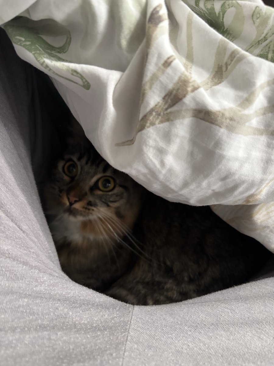 Vict710's tweet photo. @Animalesaprieto Mi Tetis 😻 https://t.co/bJrHvx519A