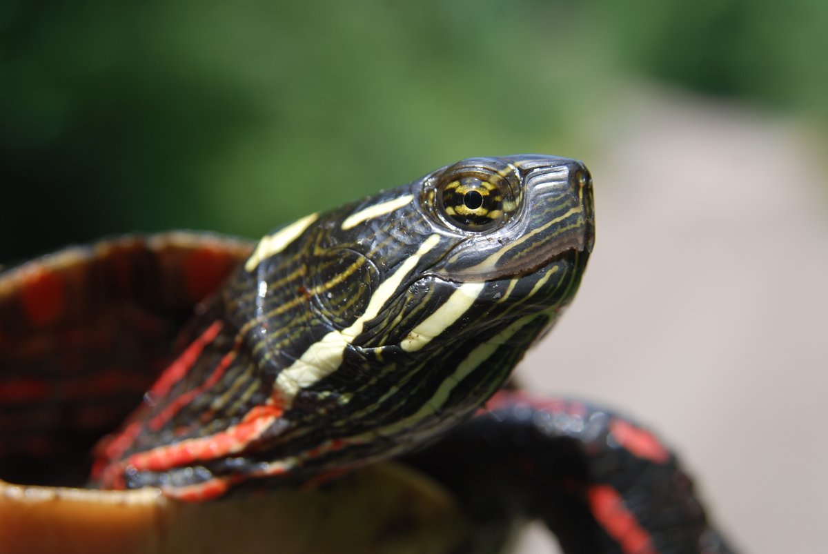Algonquin_PP's tweet photo. Happy World Turtle Day!🐢 

Turtles are real shell-ebrities in Algonquin Park, especially the Painted Turtle - which is our most observed turtle on iNaturalist!

Learn more about iNaturalist at: https://t.co/EXz9DFUXo3
Find the Algonquin Project at: https://t.co/3poT3tIz7k https://t.co/ehir0XPH4X