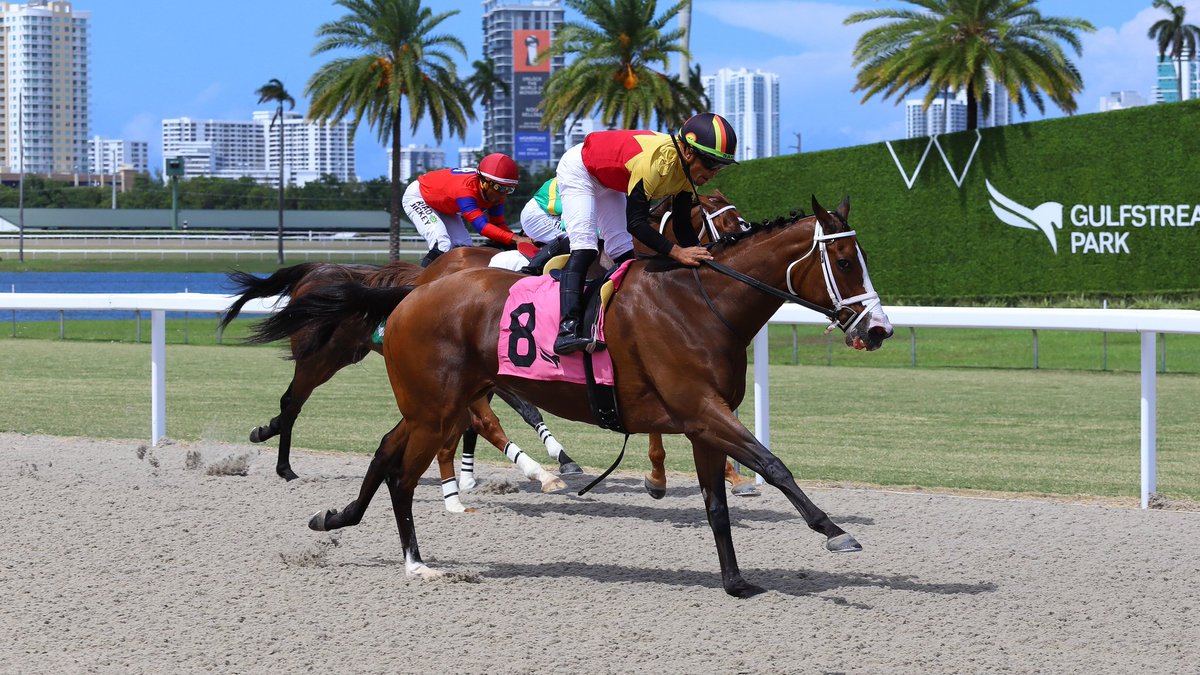 GulfstreamPark's tweet photo. World Traveler gets the job done in race 6 for trainer Carlos David, jockey @SamyCamacho1 scores a Hat Trick today! #GulfstreamPark #RoyalPalmMeet https://t.co/gwpHLCyBny