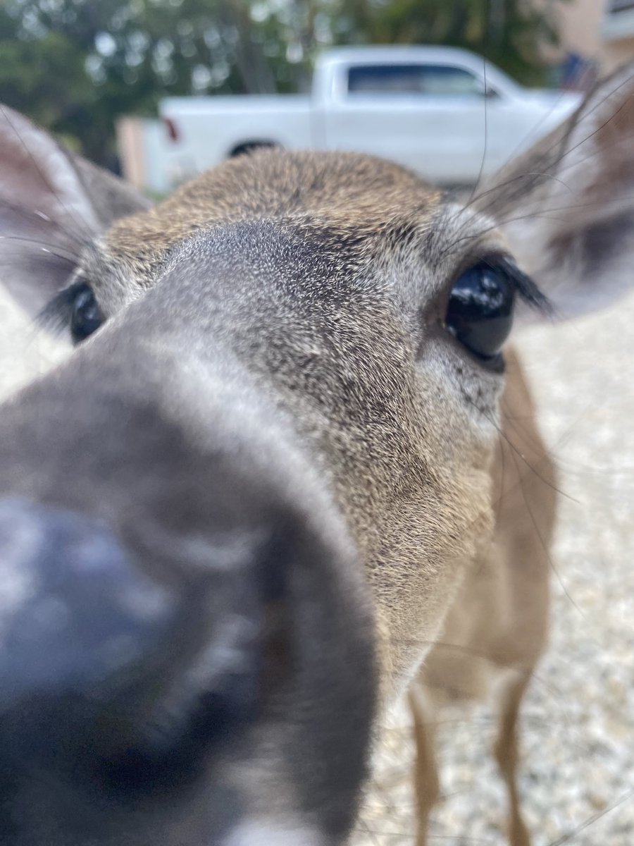 RacingToDisney's tweet photo. Boop! #BigPineKey #KeyDeer https://t.co/XKPpWVPrfj