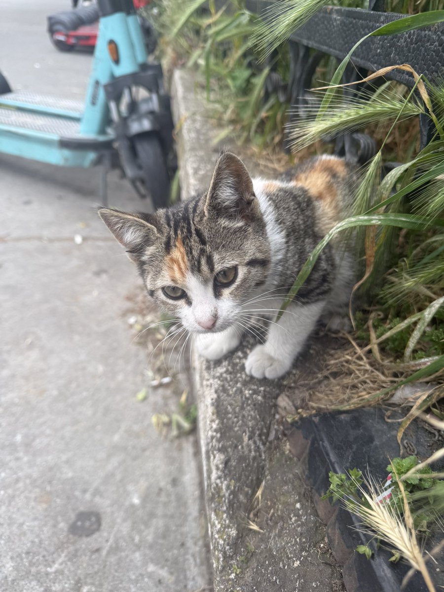 PaulIanTaylor's tweet photo. The past few days in #Istanbul have been a blast - and also restored my faith in humanity.
An unbelievable #avfc experience in a city where we've not only been welcomed but embraced. 
Also: cats are idolised to the point they build statues to the little fuckers https://t.co/yjxEGiSvoK