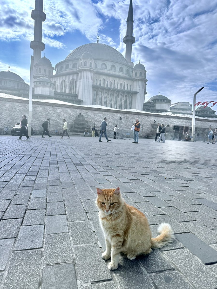 PaulIanTaylor's tweet photo. The past few days in #Istanbul have been a blast - and also restored my faith in humanity.
An unbelievable #avfc experience in a city where we've not only been welcomed but embraced. 
Also: cats are idolised to the point they build statues to the little fuckers https://t.co/yjxEGiSvoK