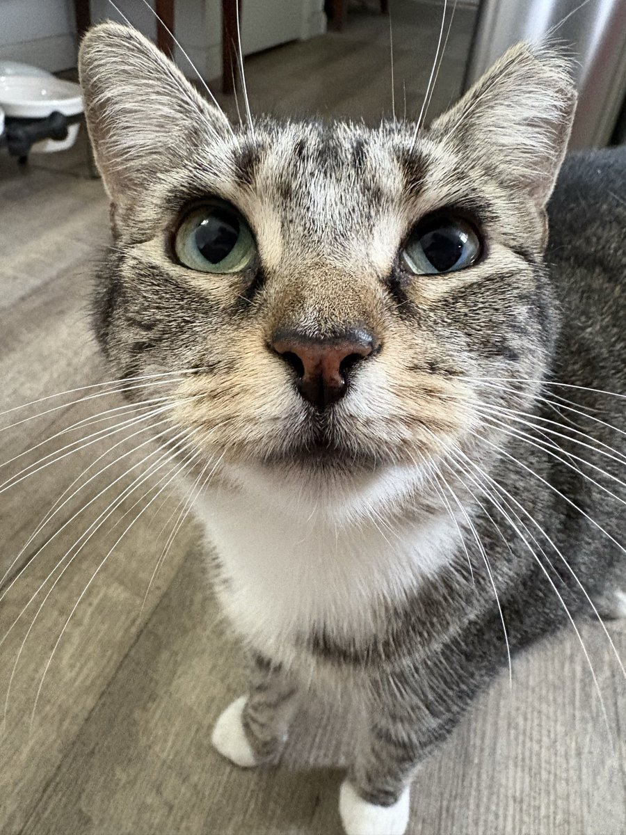 Monie625's tweet photo. When you accidentally call your new roommate by your old roommate’s name. 

#Ooops
#Fiadh 
#Caturday https://t.co/pIuApn6ixM
