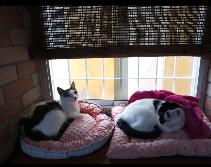 tamarataurina's tweet photo. 🆘 Entre Mancha y Arturo se comen 4 sobres de comida húmeda Cat Chow AL DÍA. No hay bolsillo que lo aguante 💸 ¿Aló, @PurinaVe? Estoy que les pido un donativo o me adopten como embajadora. C/sobre ya me sale en 2.23$ y me tienen a monte.  Los 10 Michis comen al día 1 kg de Gatsy https://t.co/sBky9rvyMt