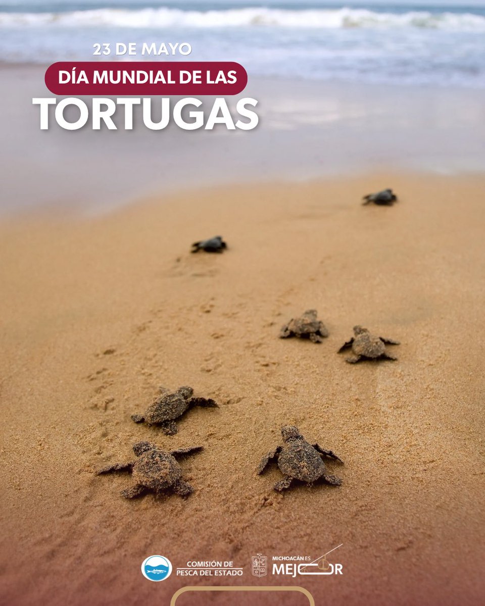 COMPESCA_'s tweet photo. 🐢🏝️ En el Día Mundial de las Tortugas, la Comsión de Pesca de Michoacán refrenda su compromiso con la protección de la biodiversidad y la conservación de especies que forman parte de la riqueza natural de México. #MichoacánEsMejor https://t.co/fpsa34HESo