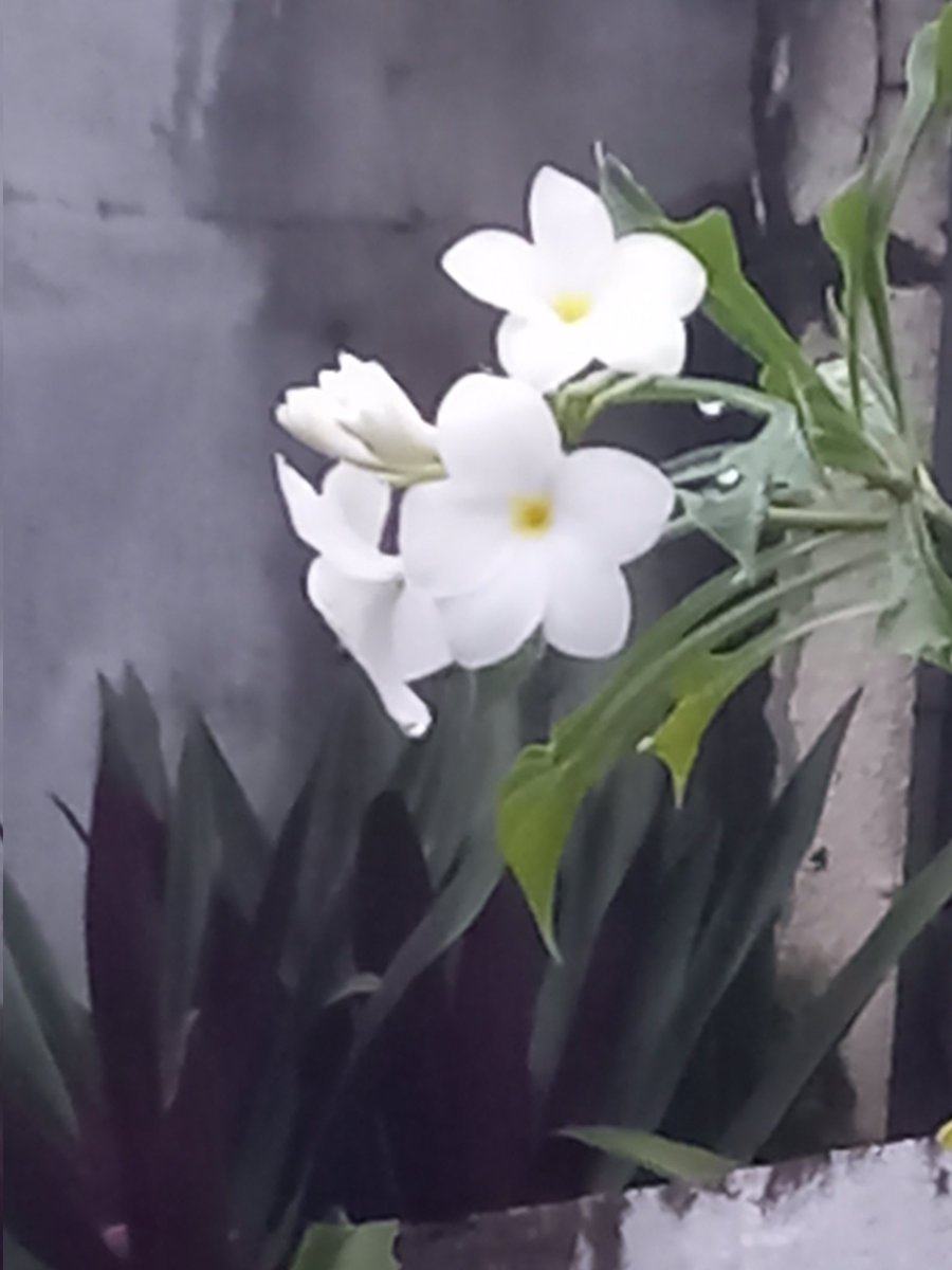 RosanaRoth's tweet photo. White beauty.  Plumeria Pudica. Jasmin de Caribe. https://t.co/A3lXT4Zfih