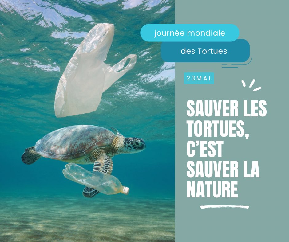 assogba_pedro's tweet photo. En cette Journée mondiale des tortues, célébrons ces espèces emblématiques qui jouent un rôle essentiel dans l’équilibre de nos écosystèmes. 🐢🌿
Les protéger aujourd’hui, c’est préserver la biodiversité pour les générations futures. 🌍✨
#JournéeMondialeDesTortues #WorldTurtle https://t.co/viae3PQYk5