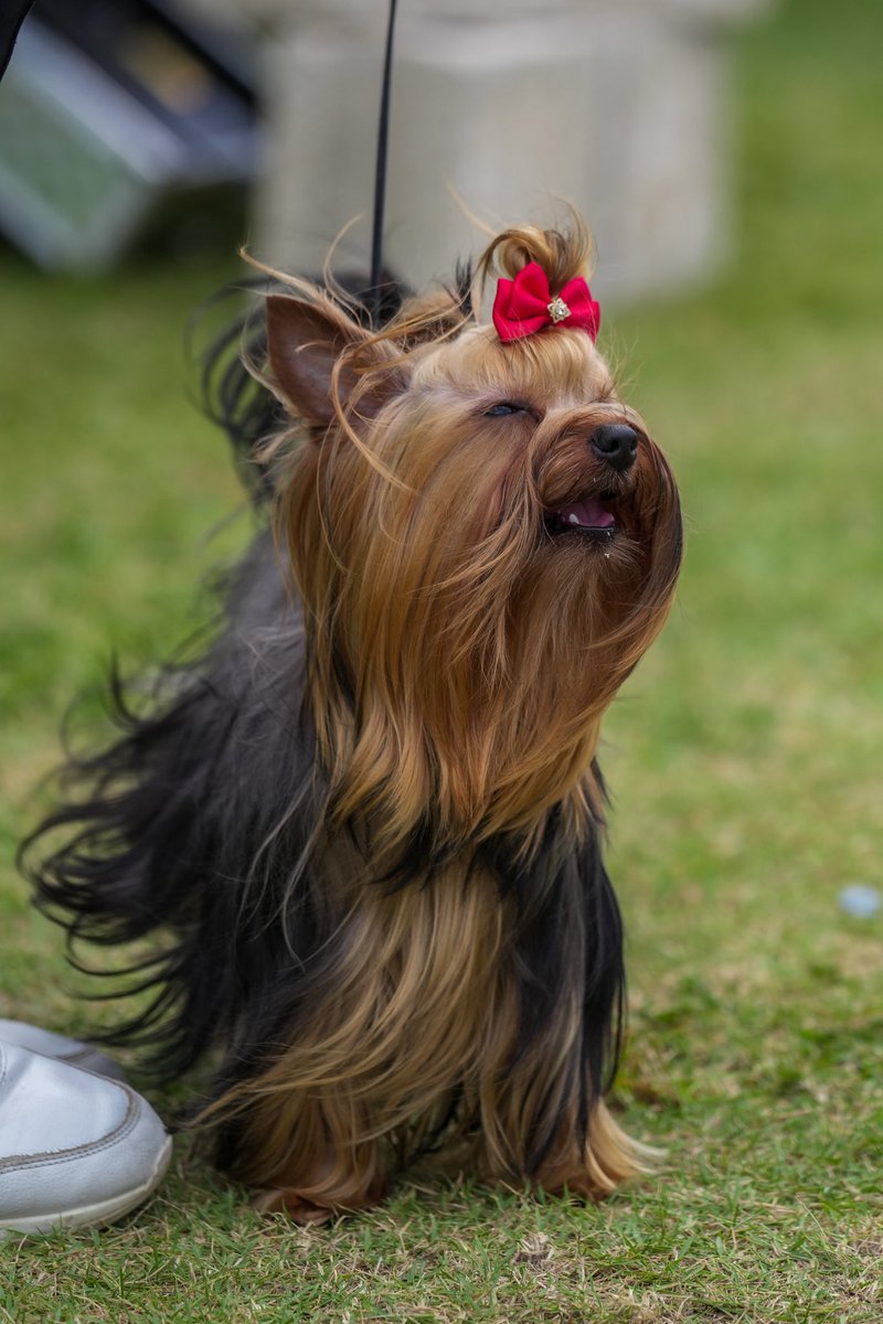 catano's tweet photo. El FCI Puerto Rico International Dog Expo &amp; Poodle Specialty 2026 se celebra este fin de semana en nuestro Malecón de Cataño.

Este gran evento continúa mañana, domingo. ¡Los esperamos para disfrutar en familia de una experiencia llena de exhibiciones y entretenimiento!🐩🐕 https://t.co/ooYlIRiGUw