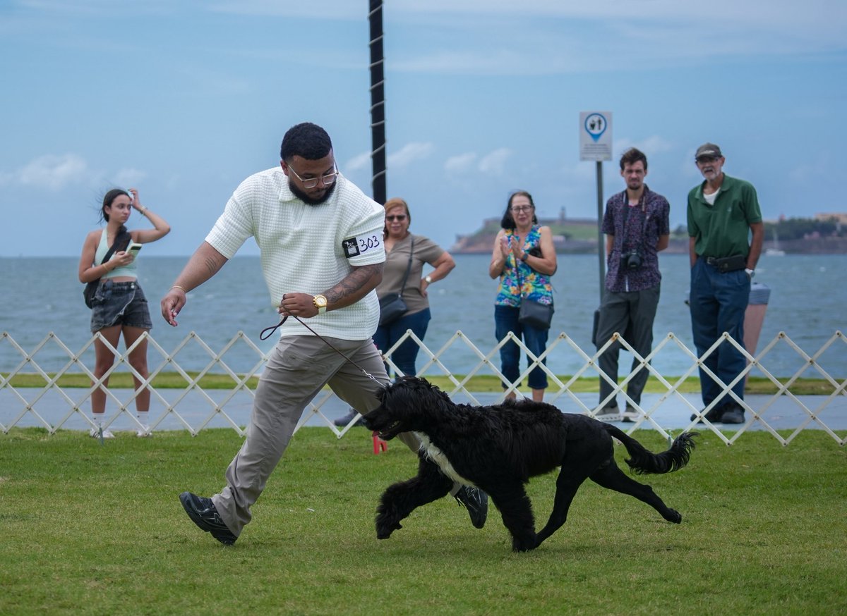 catano's tweet photo. El FCI Puerto Rico International Dog Expo &amp; Poodle Specialty 2026 se celebra este fin de semana en nuestro Malecón de Cataño.

Este gran evento continúa mañana, domingo. ¡Los esperamos para disfrutar en familia de una experiencia llena de exhibiciones y entretenimiento!🐩🐕 https://t.co/ooYlIRiGUw