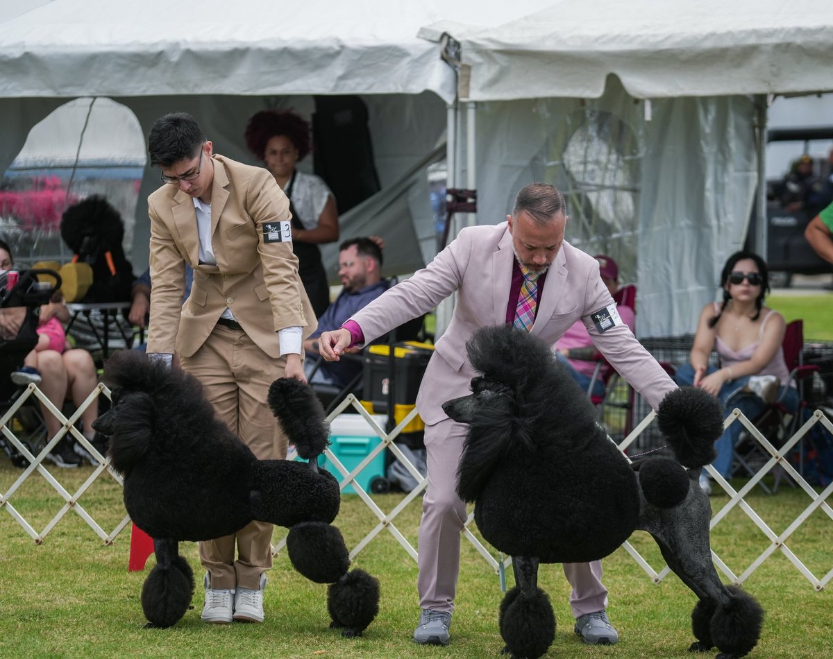 catano's tweet photo. El FCI Puerto Rico International Dog Expo &amp; Poodle Specialty 2026 se celebra este fin de semana en nuestro Malecón de Cataño.

Este gran evento continúa mañana, domingo. ¡Los esperamos para disfrutar en familia de una experiencia llena de exhibiciones y entretenimiento!🐩🐕 https://t.co/ooYlIRiGUw