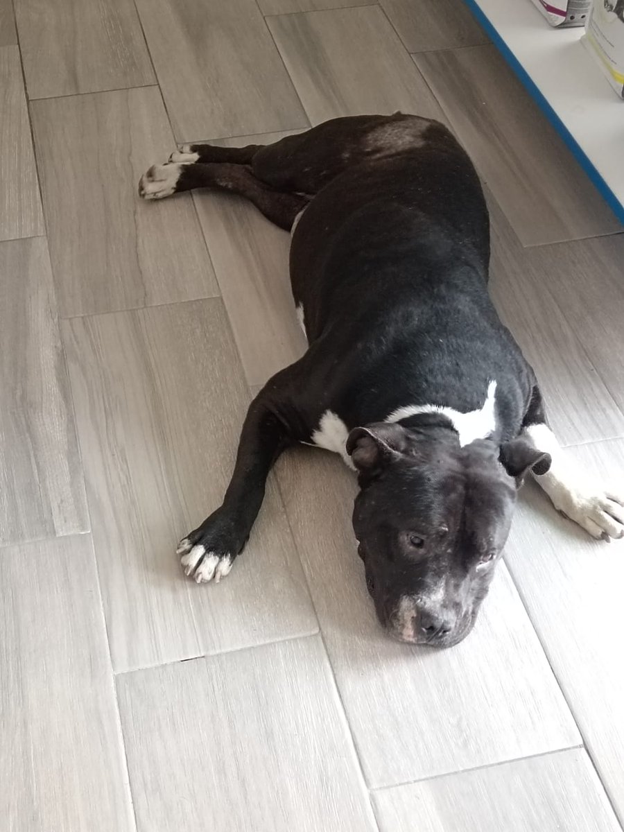 Michis en Adopción MX 🇲🇽 tweet media