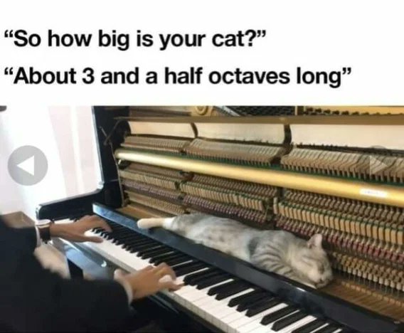 causticbob's tweet photo. #Caturday https://t.co/0e0Mn0l5D0