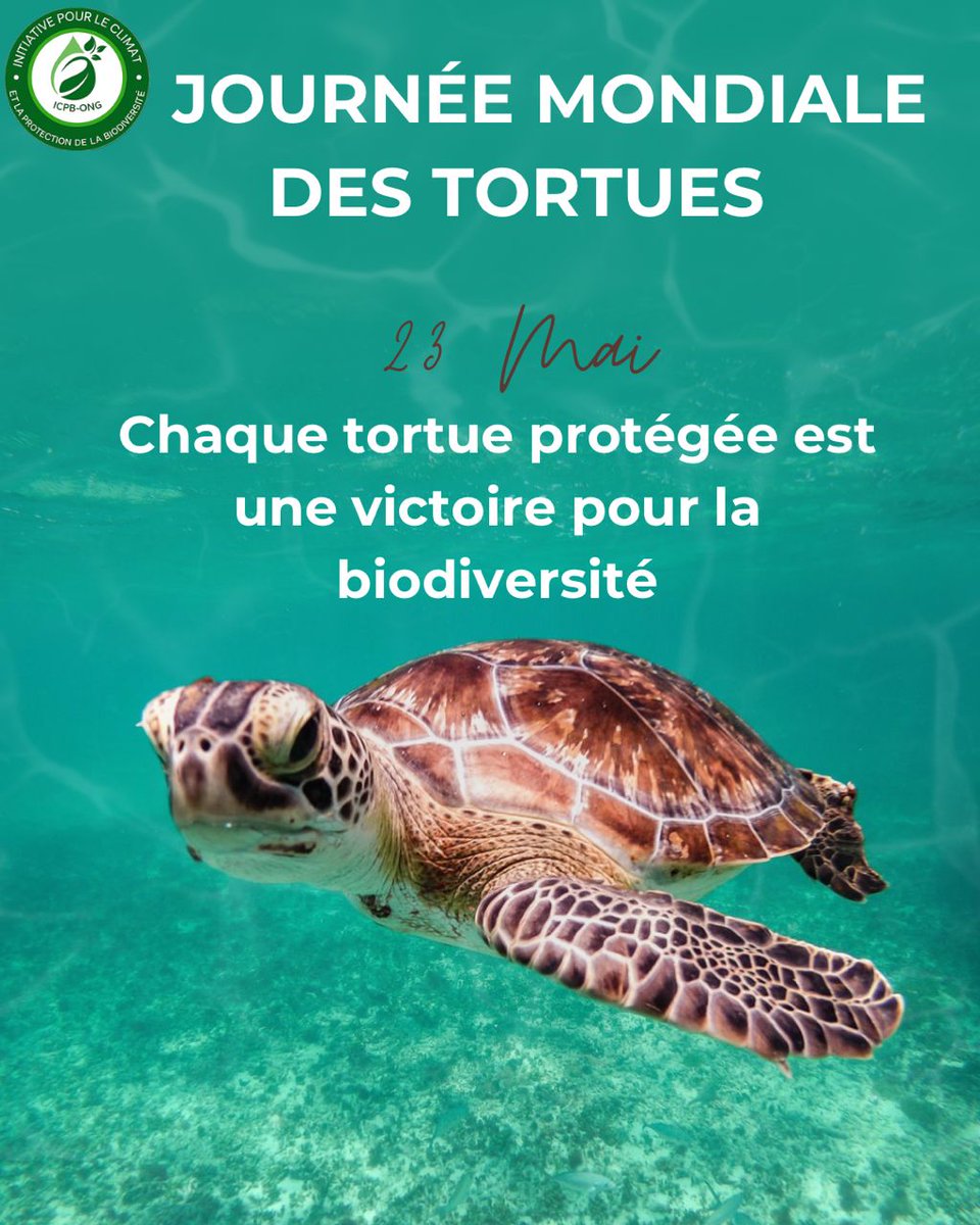 Icpbong's tweet photo. À l’occasion de la Journée mondiale des tortues 🐢, l’ICPB ONG rappelle l’importance de protéger ces espèces essentielles à nos écosystèmes 🌿🌍.
Préserver les tortues, c’est préserver la biodiversité et la vie. 💚
#JournéeMondialeDesTortues #ICPBONG #Biodiversité https://t.co/50BcOjAh3Z