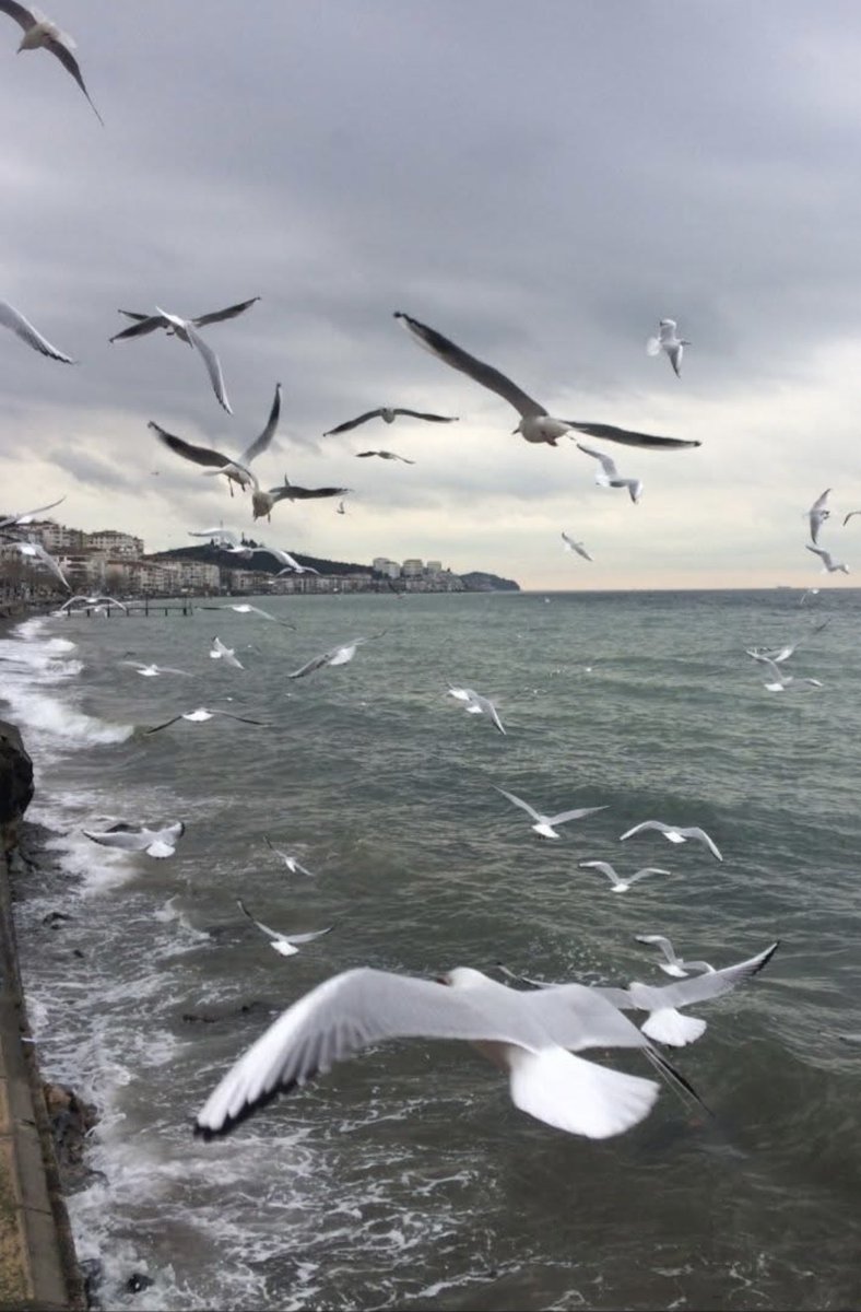 hasando03358426's tweet photo. Anamın bugün Çınarcık da yakaladığı an😉 https://t.co/lK3LOfoHib
