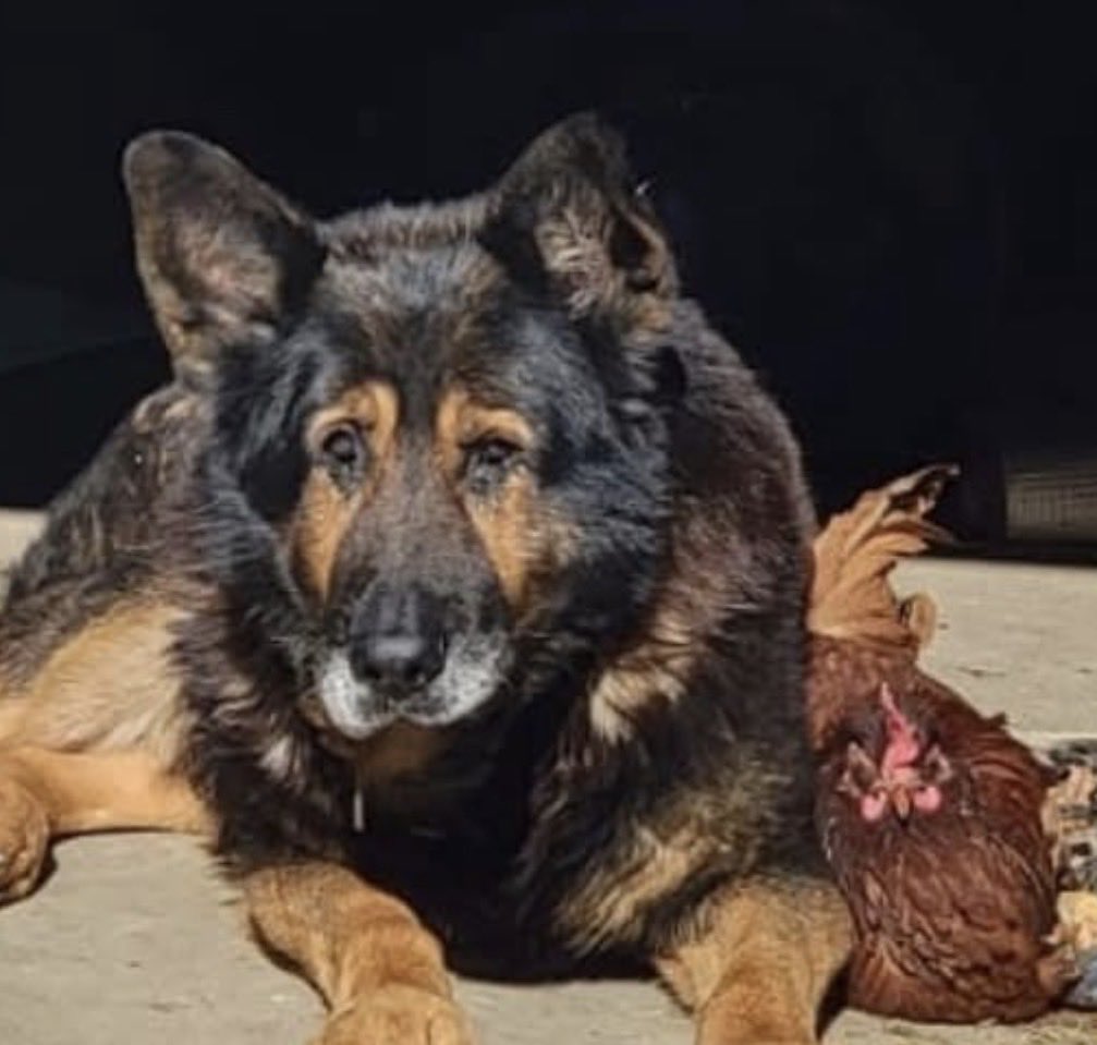 DontForgetUs1's tweet photo. Rocco and Lucy have both since passed but I never forget them nor their relationship.  Rocco spent 12 years in a tiny kennel outside as a breeder. He ate once a day…raw chicken bones and all. 
Lucy was a gift along with one other chicken from a woman’s son.  Lucy was badly attacked by the family dog.  She had to be crated in the coop to restrict her movement. While crated in the pen, the dog sadly got ahold of and killed the other chicken. Devastated Lucy’s owner reached out asking if we could take this injured hen. We did. 
After several weeks Lucy was able to walk again and this dog who had been eating raw chicken for over a decade and a chicken who had not only been attacked by a dog but witnessed one killing its only friend  created  a beyond a beautiful bond…. And that’s what makes their hearts better than ours.