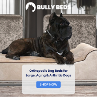 ThePetBlogLady's tweet photo. Your dog deserves an orthopedic bed!   https://t.co/TAQ9usScwC Now 20% off! #ad #bigdogs #orthopedic https://t.co/bULHxOIUuT
