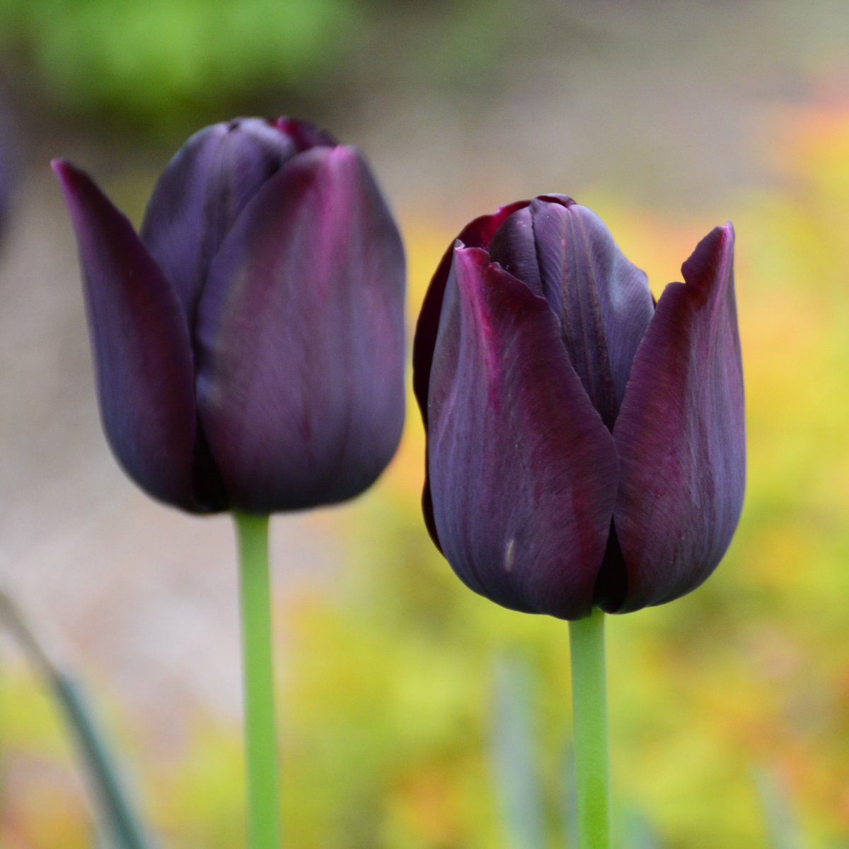 MariaGilsgaard's tweet photo. @MiskifMakr4Loki Those tulips looks exactly like Queen of the night https://t.co/NAWhku032v