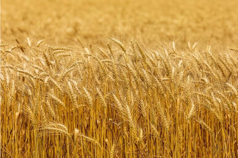GrowFurther_'s tweet photo. Smarter breeding means stronger harvests 

New AI tools are helping researchers identify wheat varieties with higher yield potential faster, accelerating the science that can help feed more people in a changing climate.- https://t.co/noiDGOJntl

#FoodSecurity #AgInnovation https://t.co/7fQyIkXC1j