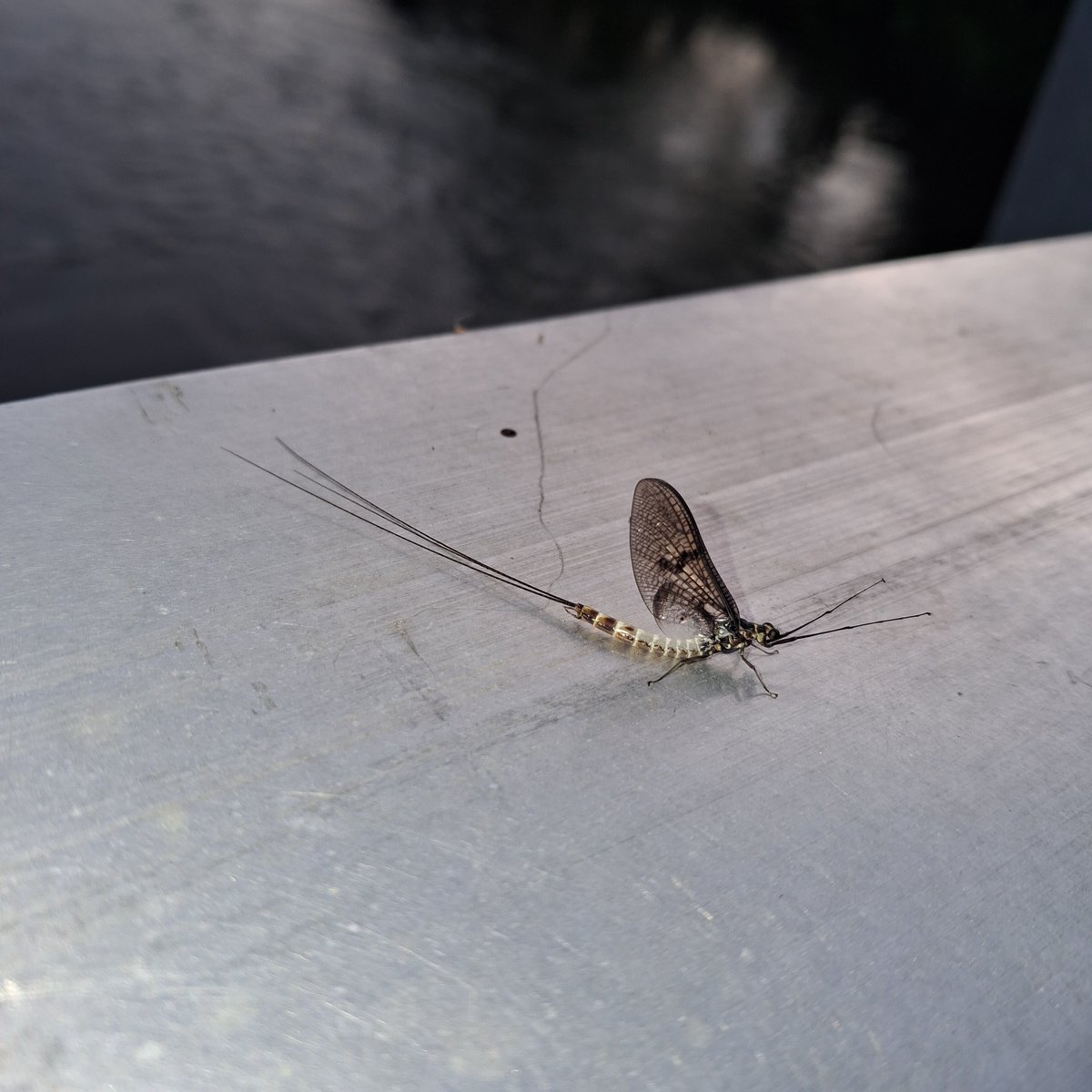 MelJD46's tweet photo. A good hatch of #mayfly tonight on the #riverTest https://t.co/vodY8OsCHh