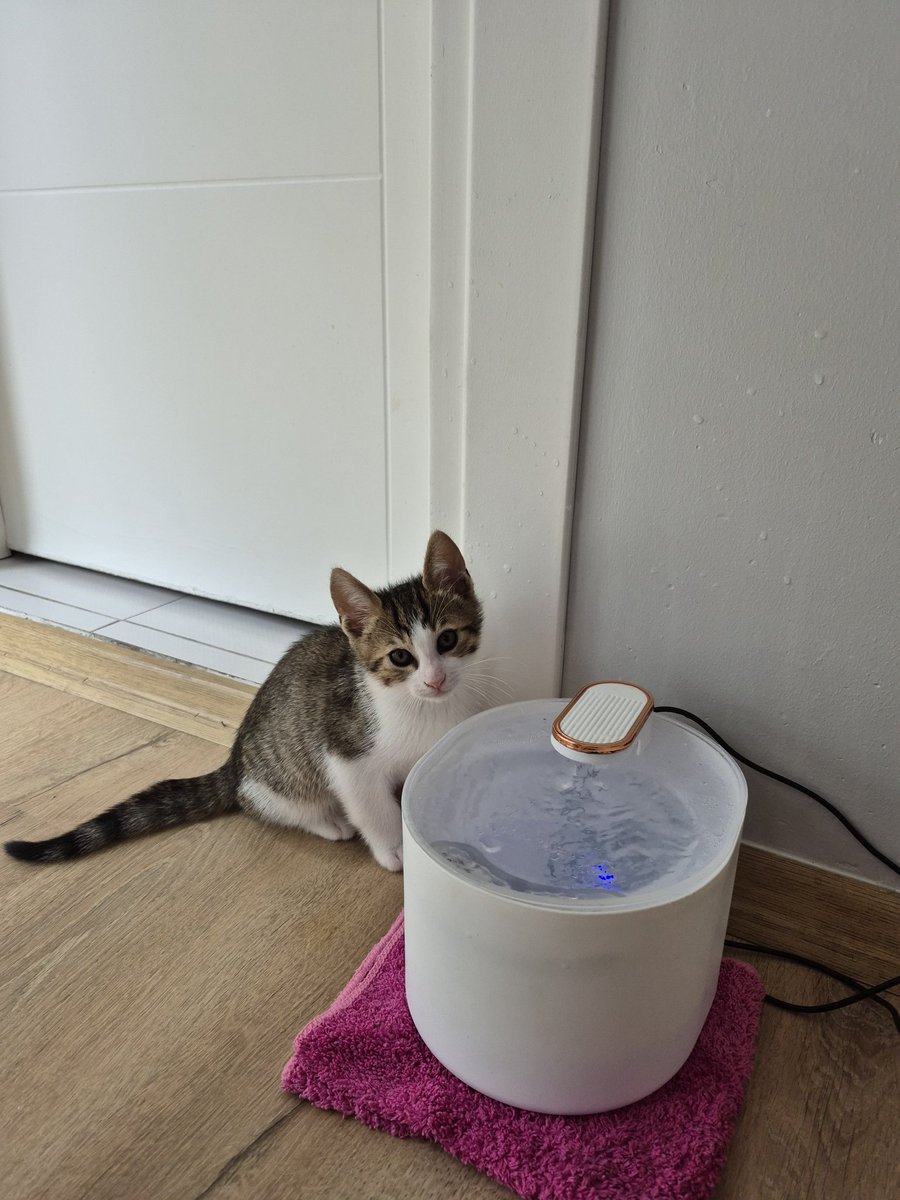 seniariyorken's tweet photo. Çok küçüğüm ve suyumu içtikten sonra çantanın sapıyla oynayabilir miyim dedi izin verdim 🤷‍♀️
Yuvası olmak isterseniz sizin de çantanızla oynayabilir 😊
Kumunu da kendi temizleyecek sanki biraz büyüyünce 🤭 https://t.co/JT4rGtdoHX