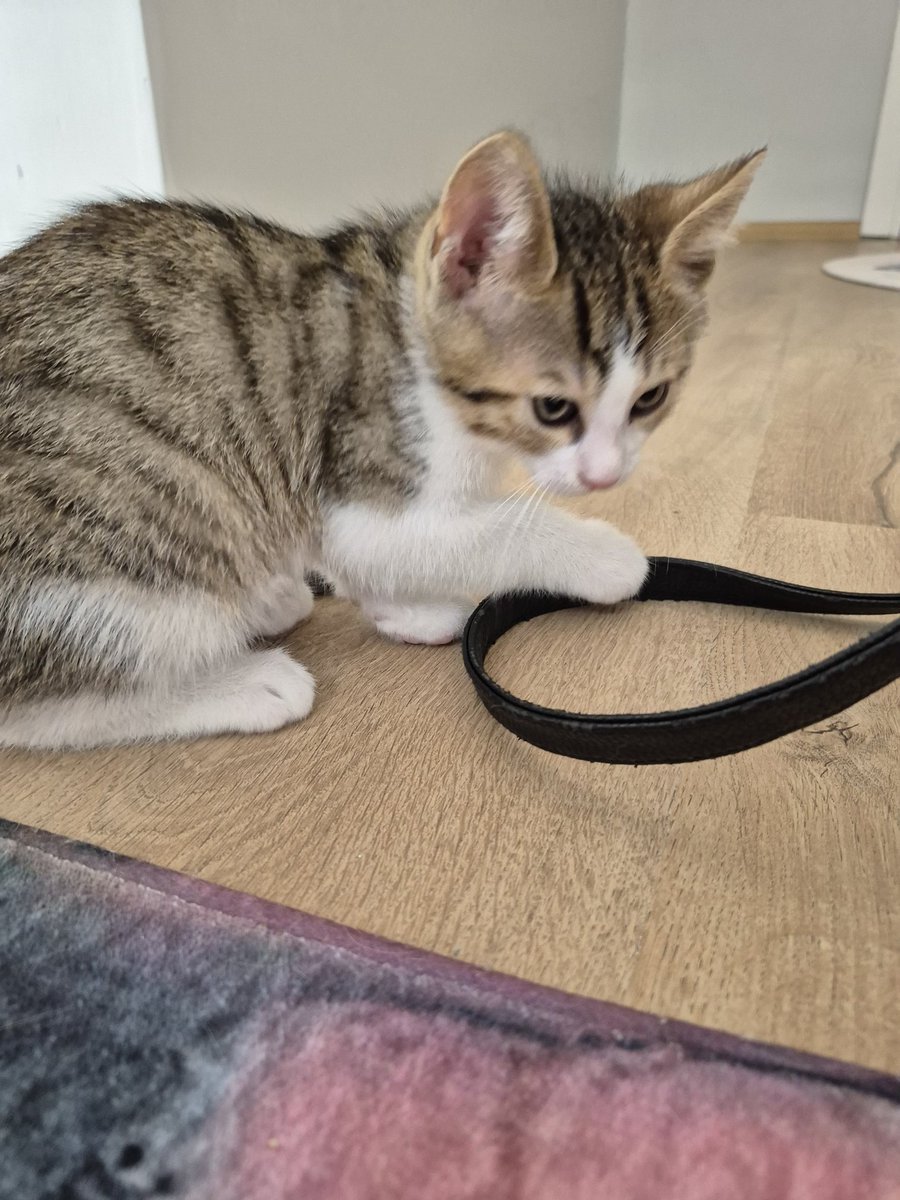 seniariyorken's tweet photo. Çok küçüğüm ve suyumu içtikten sonra çantanın sapıyla oynayabilir miyim dedi izin verdim 🤷‍♀️
Yuvası olmak isterseniz sizin de çantanızla oynayabilir 😊
Kumunu da kendi temizleyecek sanki biraz büyüyünce 🤭 https://t.co/JT4rGtdoHX