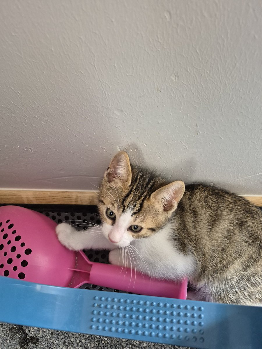 seniariyorken's tweet photo. Çok küçüğüm ve suyumu içtikten sonra çantanın sapıyla oynayabilir miyim dedi izin verdim 🤷‍♀️
Yuvası olmak isterseniz sizin de çantanızla oynayabilir 😊
Kumunu da kendi temizleyecek sanki biraz büyüyünce 🤭 https://t.co/JT4rGtdoHX