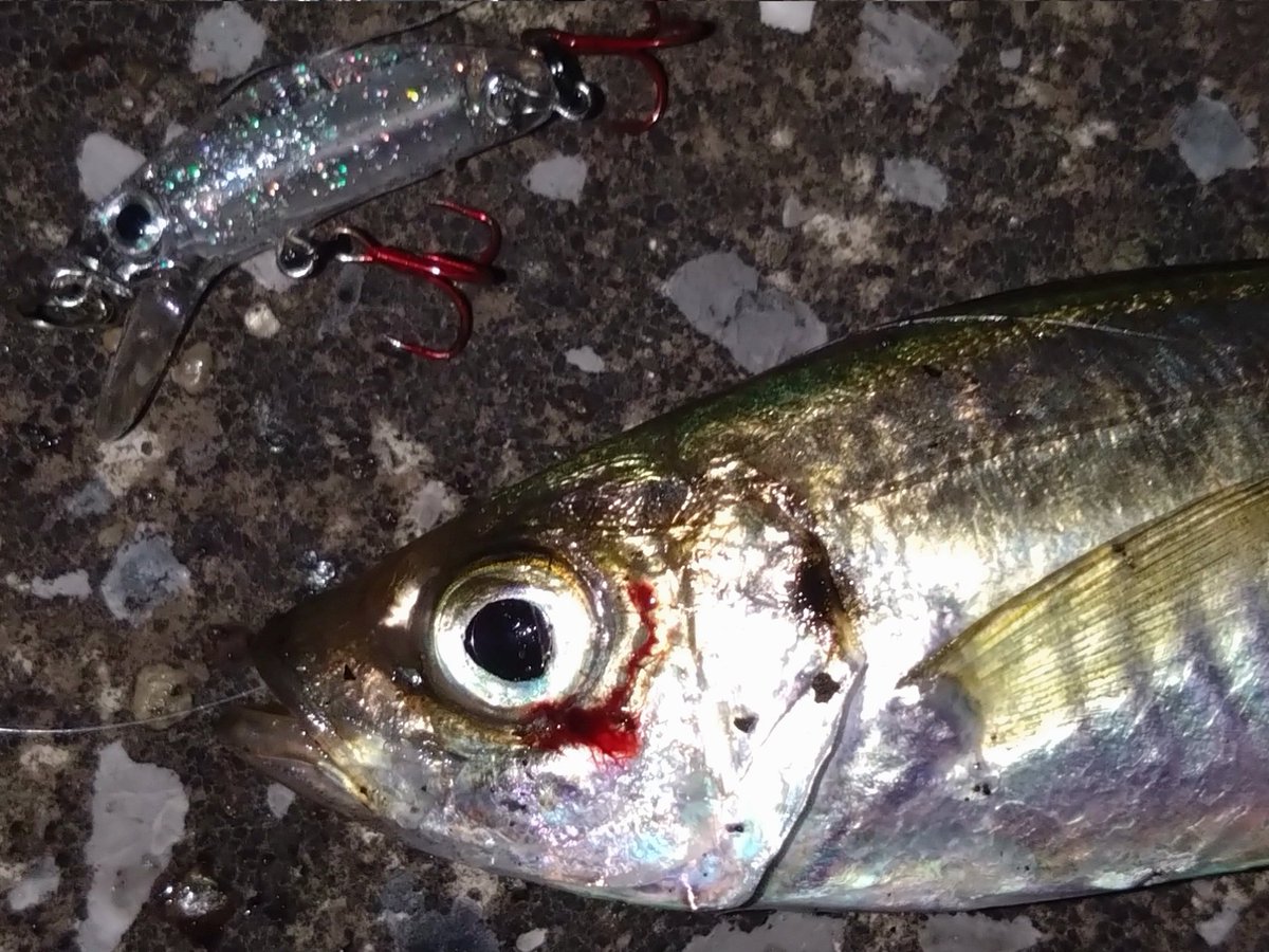 MarkLures's tweet photo. 潮の状況は良くないけど…
先週訪れた柳の下にまだメバルは…

居た！(ﾟ∀ﾟ)

Yotaソリや先週良かったM-Temptのような50mmのプラグには反応なく、最近開発したFlutt33mmばかりにヒット
しかも先週より数も出て嬉しいゲストまで(詳細釣果は中の人参照)

多少風が強かったけど、行って良かった♪ https://t.co/TtIgn0pFNq