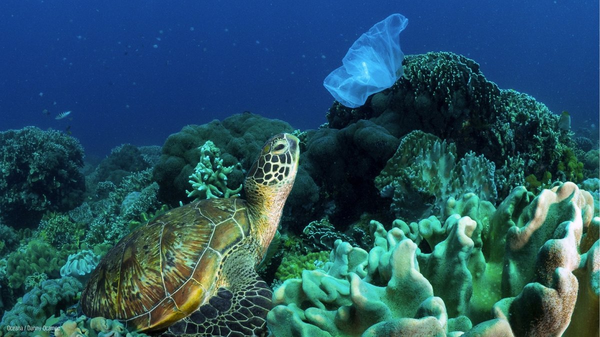 oceana's tweet photo. Plastic is a big threat to sea turtles. Not only can they confuse it for food, it can entangle them and even destroy their habitat.

This #WorldTurtleDay, protect these animals by pushing for policies that will address the plastic pollution crisis: https://t.co/q2IM9zr42j https://t.co/47xq0EmFVx