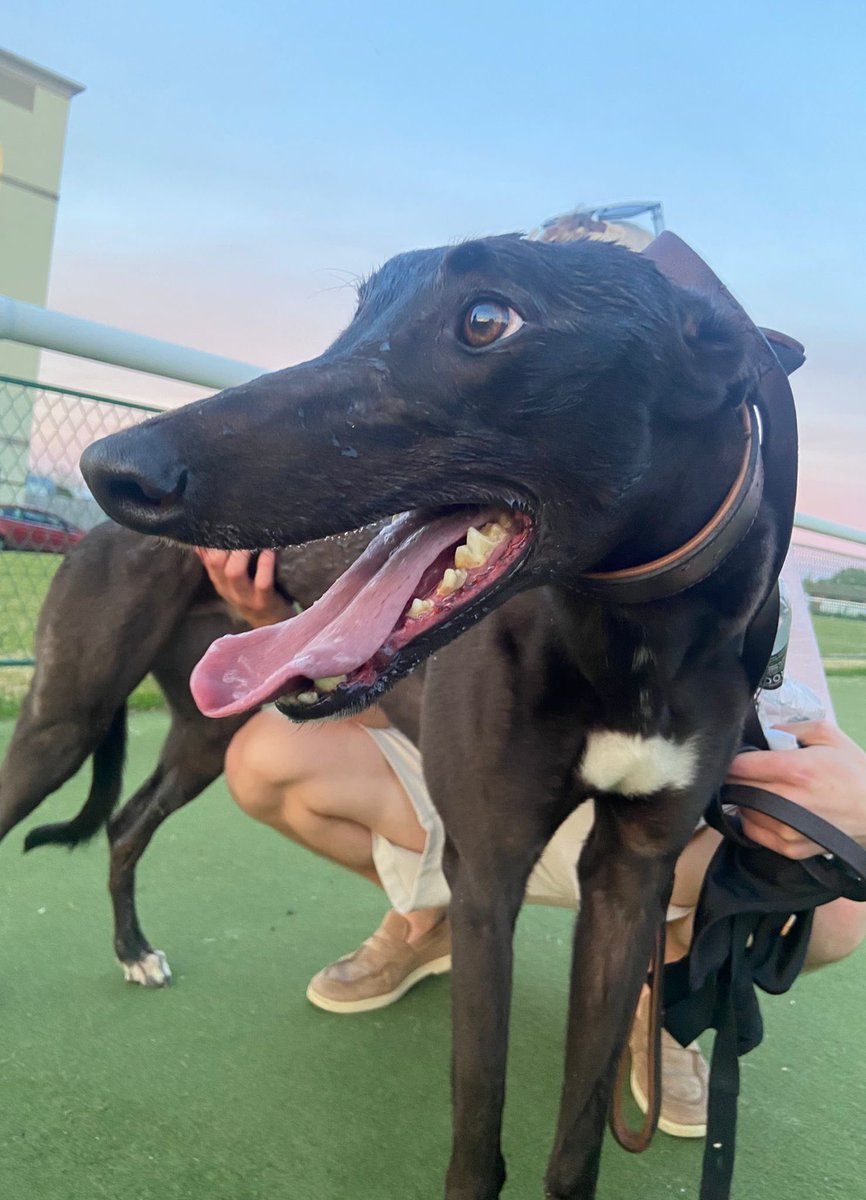 GreyhoundBoard's tweet photo. Our @StarSports_Bet and Orchestrate Ltd. quarter-final three winner Ballymac Deniro 

⏰28:21

🏟️ @TowcesterRaces @TowcesterOffice https://t.co/rOfpDXzg2B