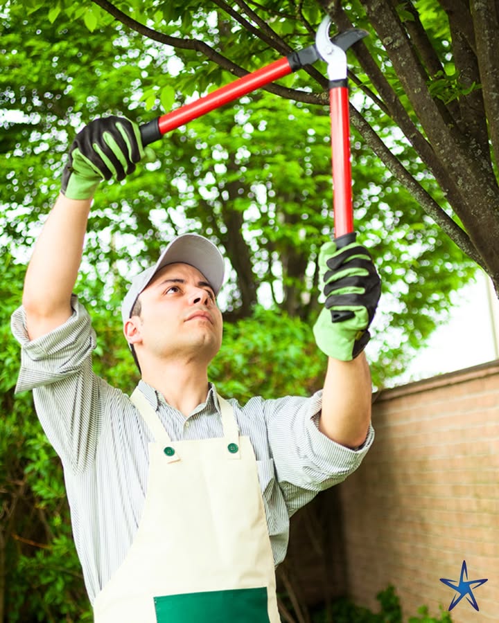 silverstartree's tweet photo. 🌿 Clean Cuts for Healthy Growth ✂️
Regular pruning helps trees stay strong, balanced, and looking their best season after season.

👉 https://t.co/wexIcoHXc8

#TreePruning #TreeCare #HealthyTrees #SilverStarTree #LandscapeCare #ArboristExperts https://t.co/i53avFNqP1
