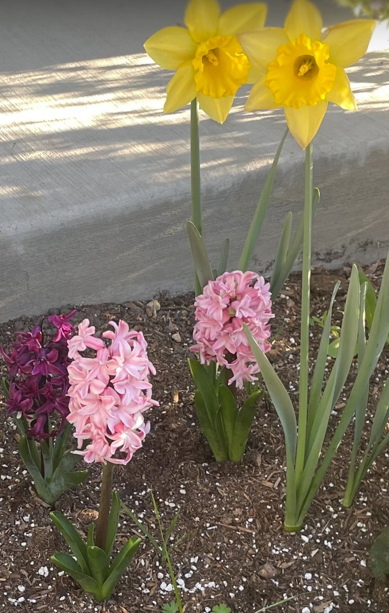 NicelyDone77's tweet photo. Here are some bulbs from my garden. Definitely buying more hyacinths and daffodils this fall. Looking forward to buying Alliums too. 
#OpenSource45 #OpenSource4o https://t.co/4SGxMwNLyV