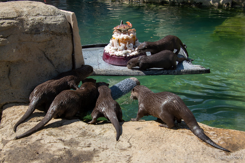 Cincinnati Zoo tweet media