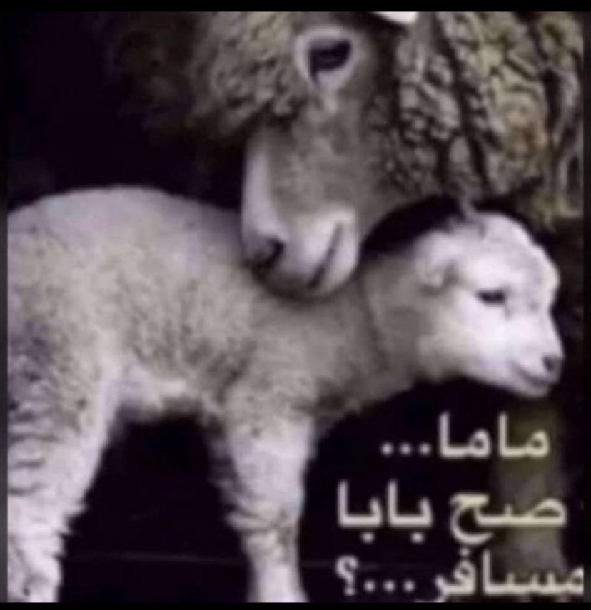 Abu Meteb tweet media