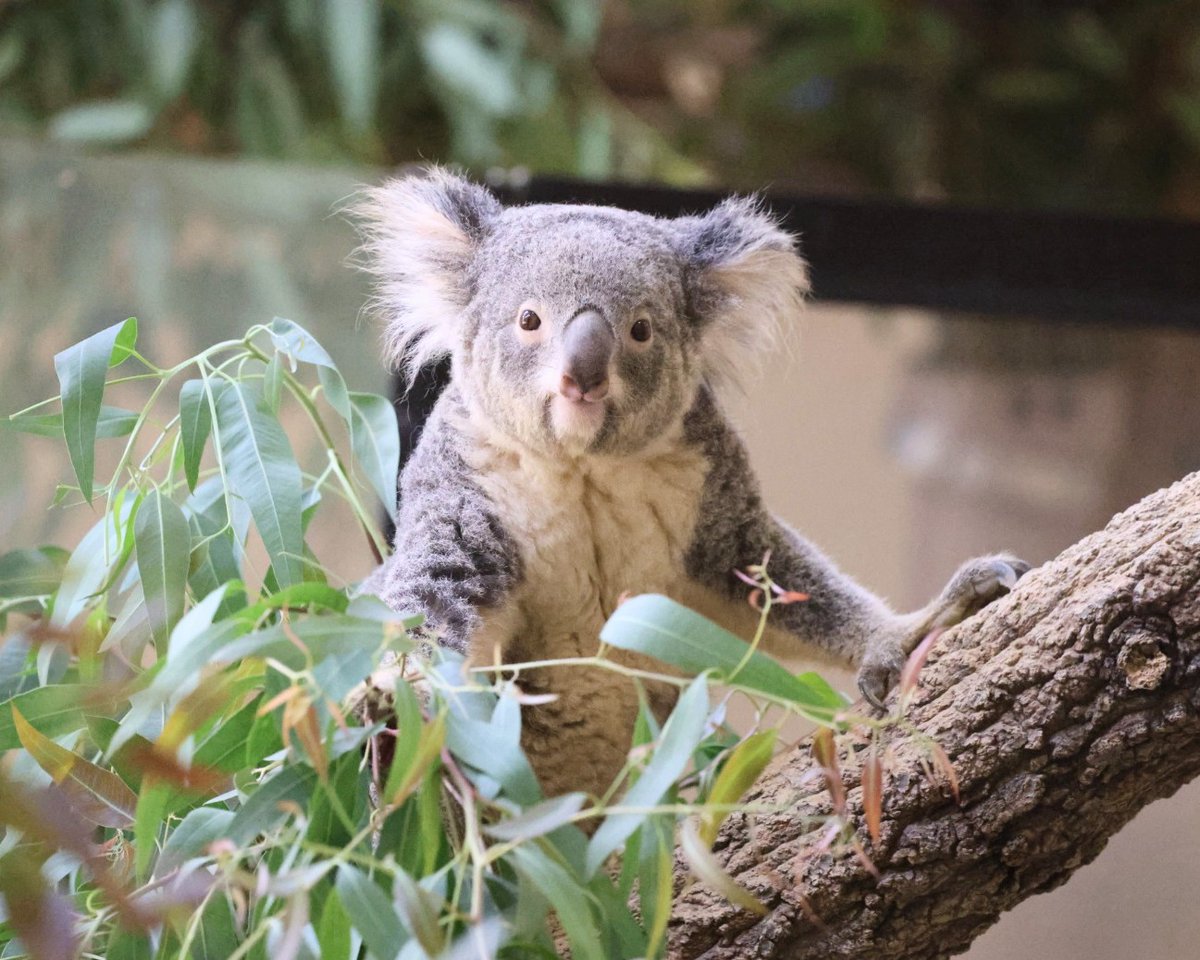 おもちちゃんで お休みなさい～🐨💤 ＃東山動植物園 ＃コアラ