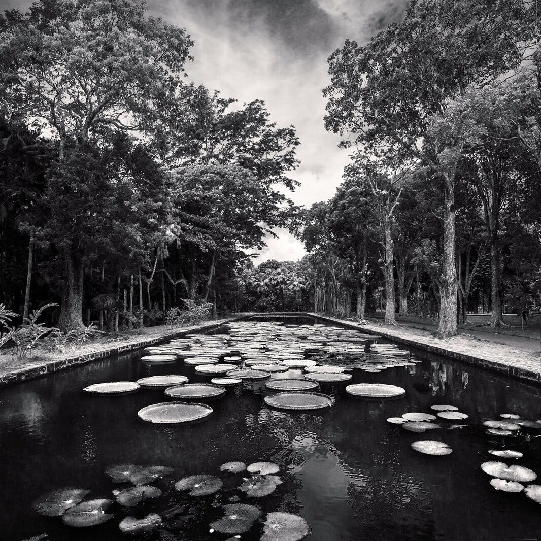 denisolivierart's tweet photo. Giant Water Lilies, Pamplemousses Botanical Garden, Mauritius. March 2014. Ref-11439
https://t.co/wXRMNyYGnd
#dslr #canoneos @seemauritius #photography #denisolivierphotographer #blackwhite #blackandwhite #garden #denisolivier #canon5d #denisolivierphotography… https://t.co/hwLEvVzFiE