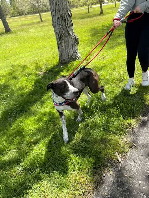 YourSPCA's tweet photo. Ever dreamed of hanging out with a shelter dog for the day? Now you can!

Doggie Entourage, presented by Moog, lets you take a shelter dog out for a few hours of tail-wagging fun — think park strolls, pup cups, adventures around town, or just a cozy movie day on the couch. https://t.co/CL4tQzz8aQ