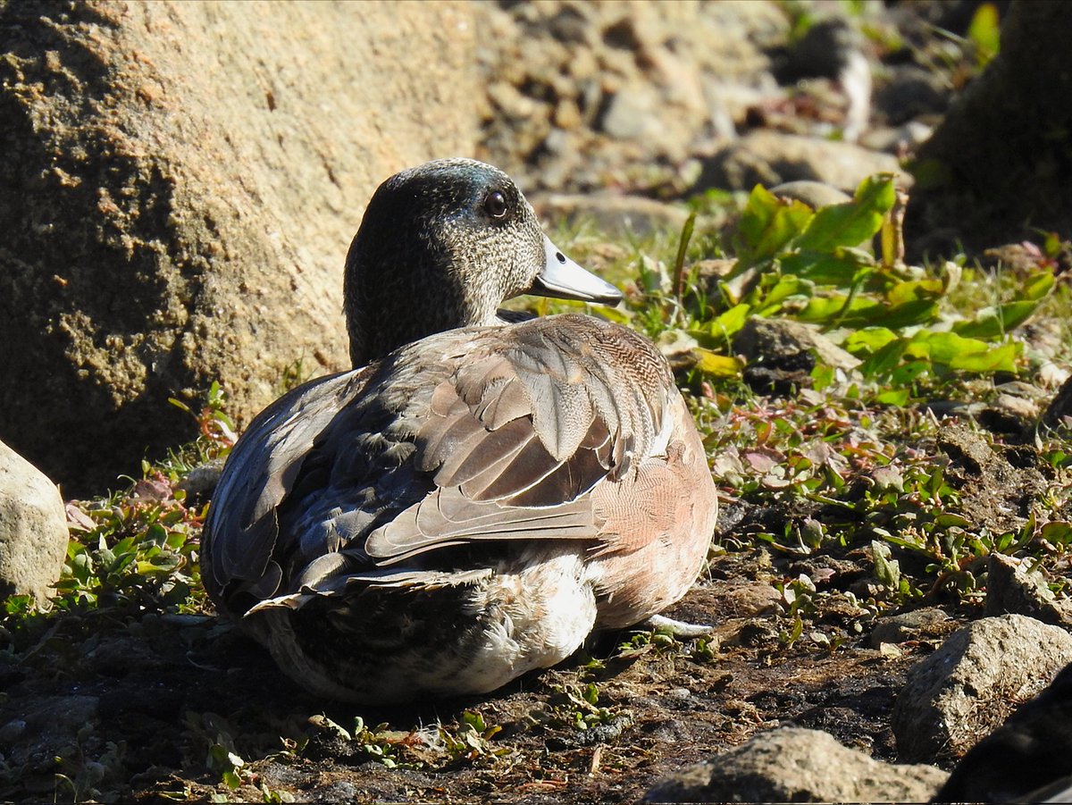 southdevonbirds's tweet photo. Great day in Stanley Park, Vancouver city, with Pileated Woodpecker, Hooded Merganser, C Goldeneye, American Wigeon, Red-necked Grebe, BTG Warbler & a greedy Glaucous-winged Gull! 46sps seen #birdsofcanada #birding #vancouverbirding #birds #canadabirds #birdsseenin2026 https://t.co/N0WGfK1W6C