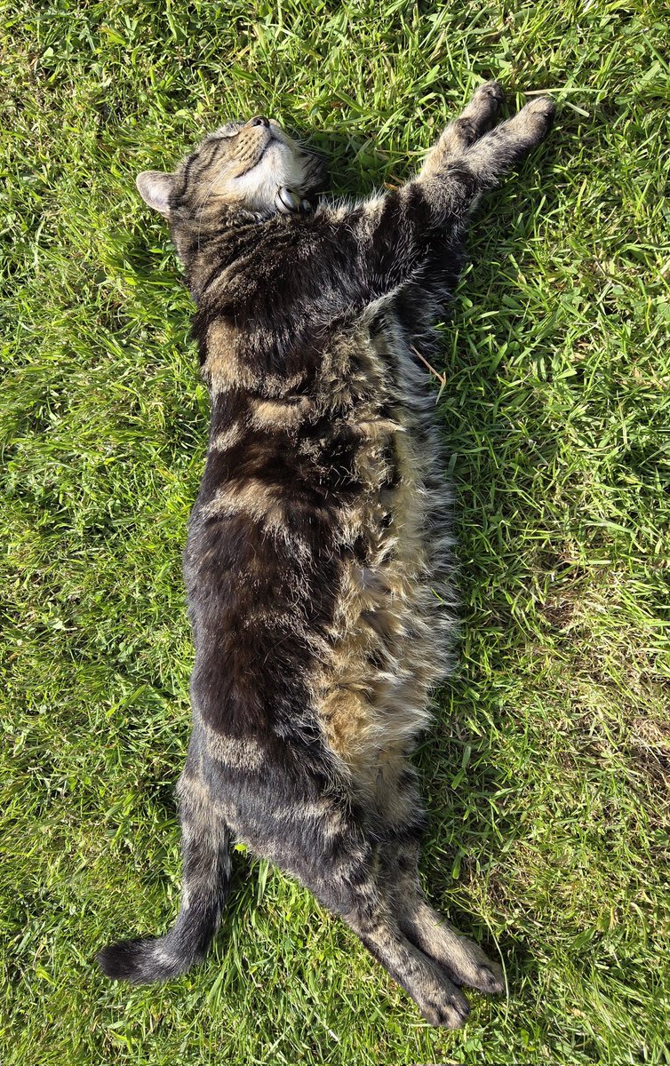 JessFudge20's tweet photo. I'm out furr the count in this heat........ Just pawgeous in #Derbados today ๐บ๐พโค๏ธ #Betty #WeatherCat #CatsOfTwitter #CatsOfX https://t.co/qwPISSMymp