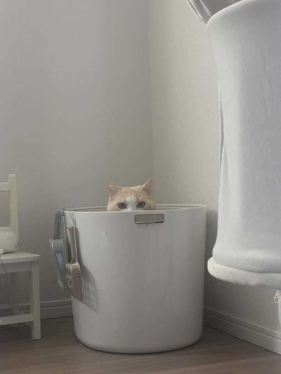nositama's tweet photo. 真剣な顔でトイレからはえてる猫、すきだ🌱 https://t.co/CjSuqVbeGy