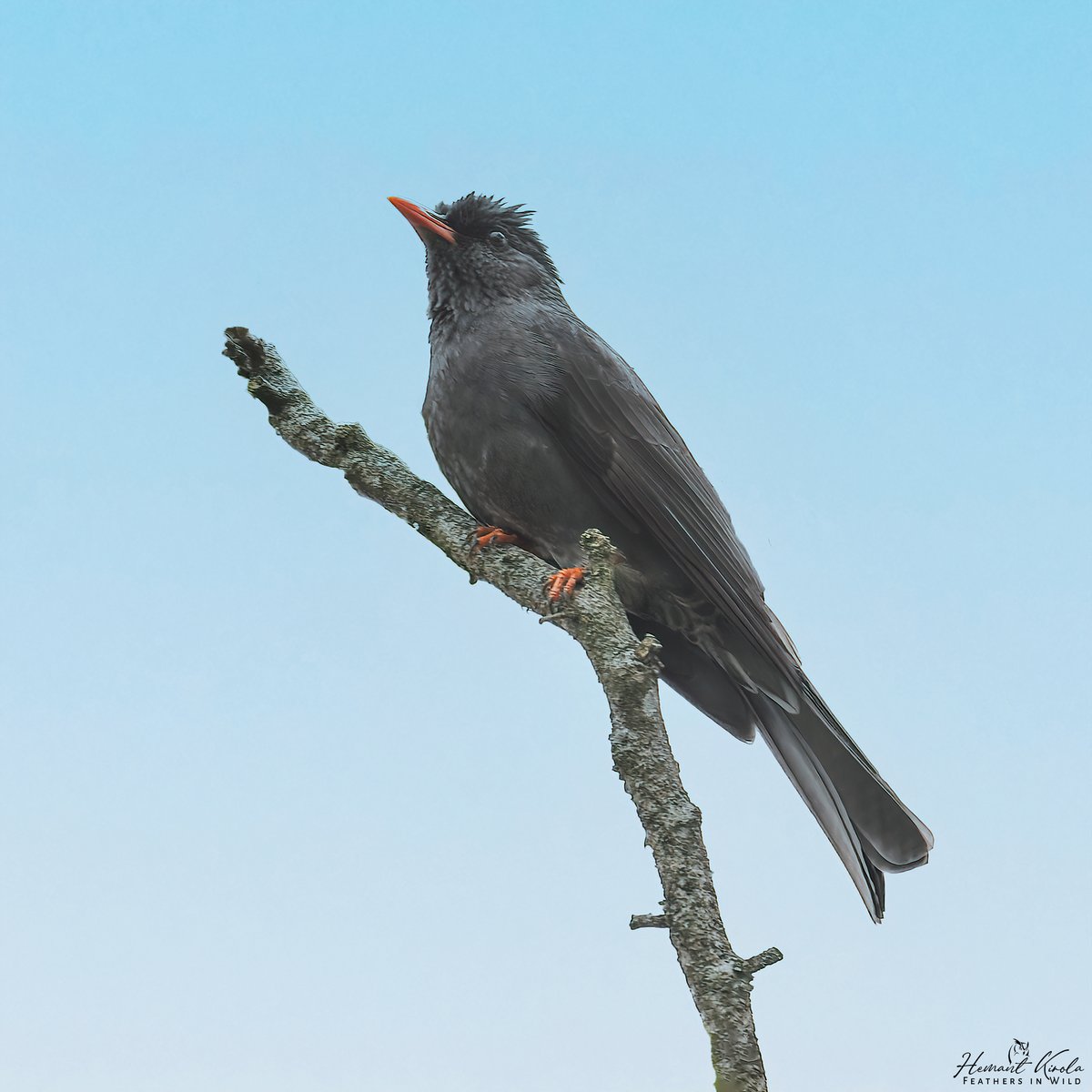 Feathers in Wild_Hemant Kirola tweet media