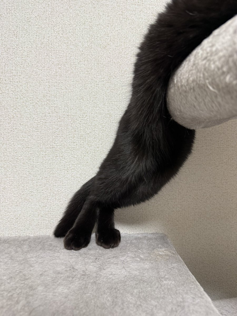 もんがとシャオ tweet media