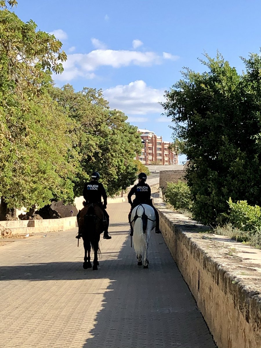ppalonsog's tweet photo. ¿Qué os gusta más, la transformada Plaza Llorenç Villalonga, en #Palma #Mallorca , o su estado anterior con los bellasombra ? #urbanismo #arquitectura #árboles #tree #vídeo &amp; #photos : @ppalonsog #palmademallorca #mediterráneo #islasbaleares #spain #travel #viajar https://t.co/Wih8aaZgJJ