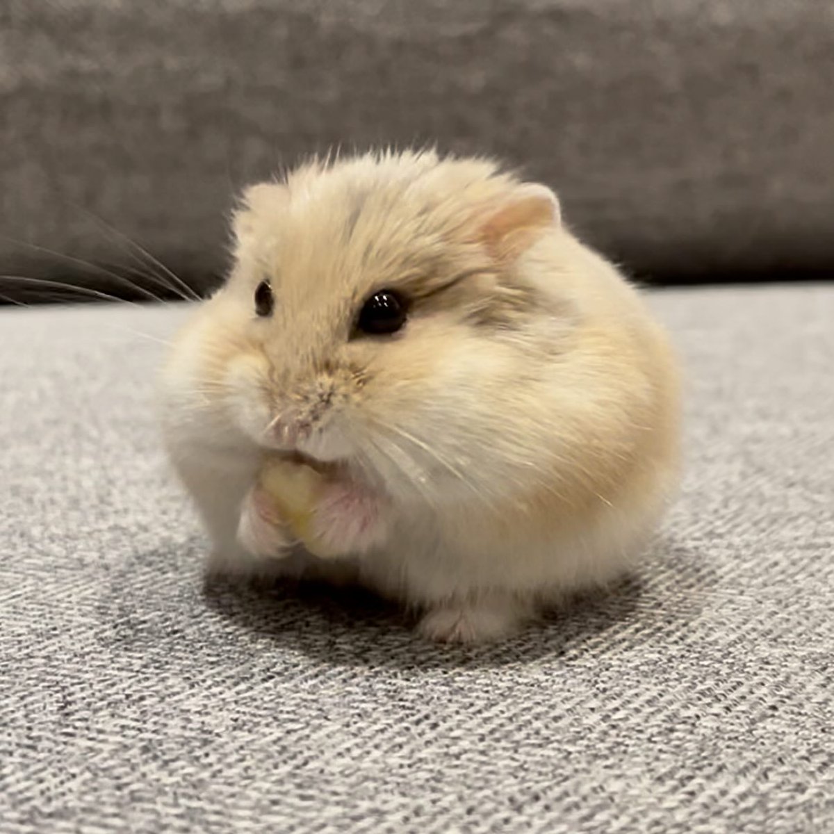 hamster tweet media