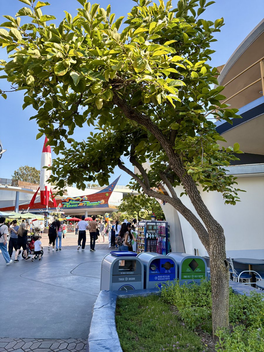 BuffDisneyBuff's tweet photo. Disneyland Resort Plant Post!  Persimmon Tree in Tomorrowland near Galactic Grill.   #disneyland #disneylandresort #disney #magickey #disneyeats #disneyfoodie #buffdisneybuff #Disneylandupdate #DisneylandPlants #Tomorrowland #GalacticGrill #persimmon https://t.co/1UFi1Nr4HR