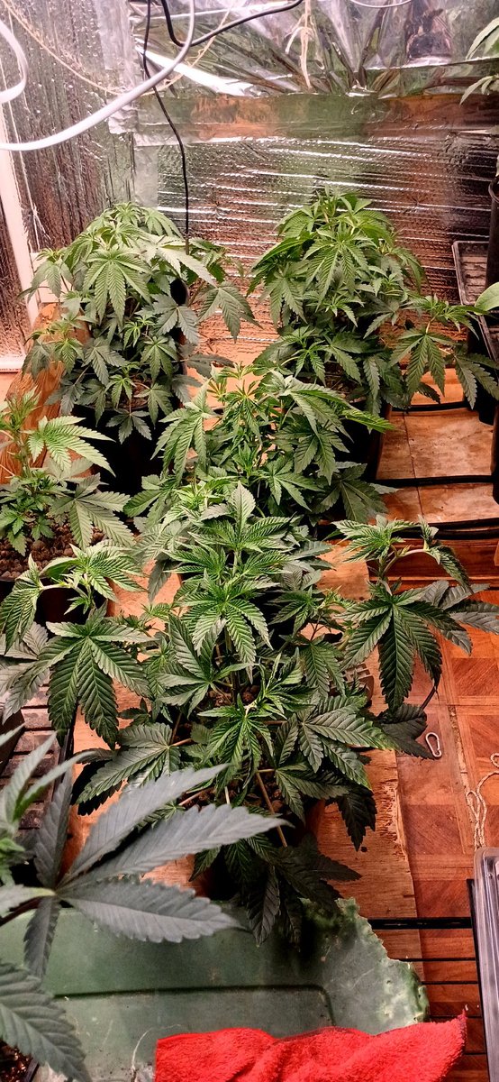 BernBezzy's tweet photo. There all sleepy from a hard days work. Cant wait to pit theae in flower.
Someyjong tells mr this run gonna be some of my best work https://t.co/k1MFZbCJ0F